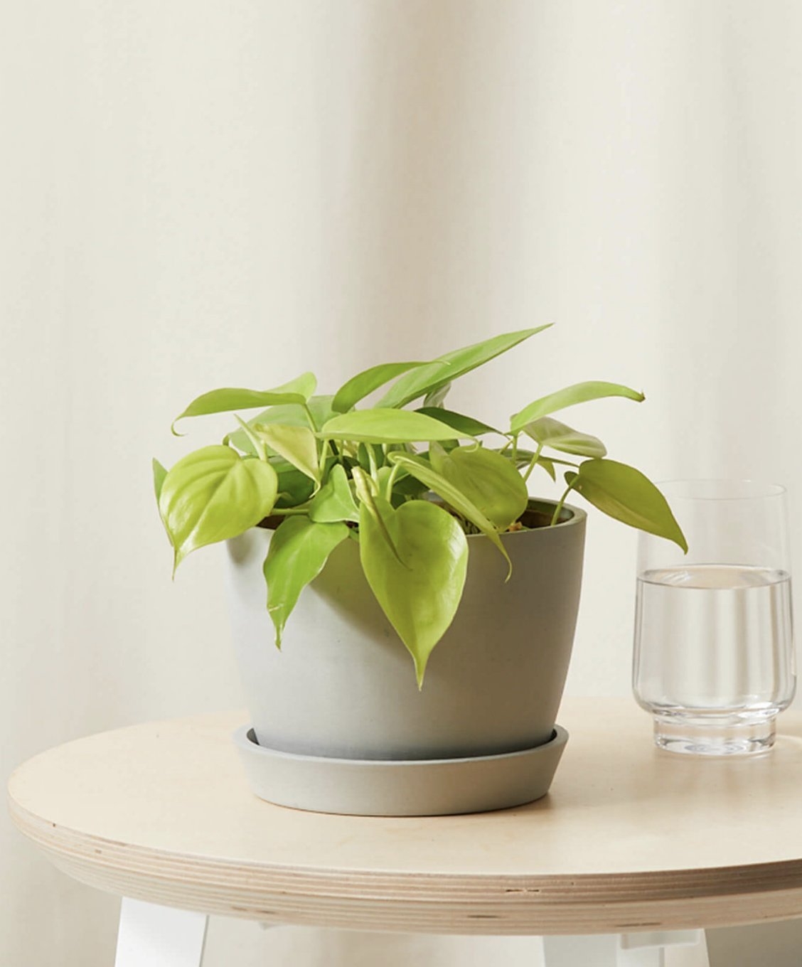 Philodendron Lemon Lime - Image 0