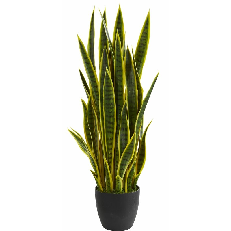 Sansevieria Floor Foliage Plant in Vase - Image 0