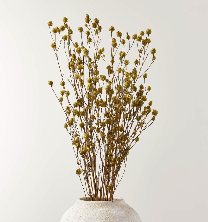 Dried Argentina Grass Bunch 30" - Image 0