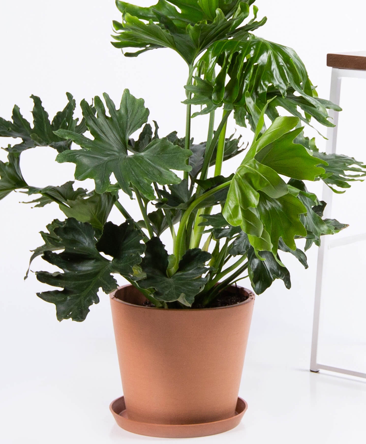 Philodendron hope selloum - Clay - Image 0