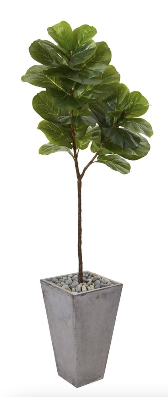 70" Fiddle leaf artifical tree in cement planter - Image 0