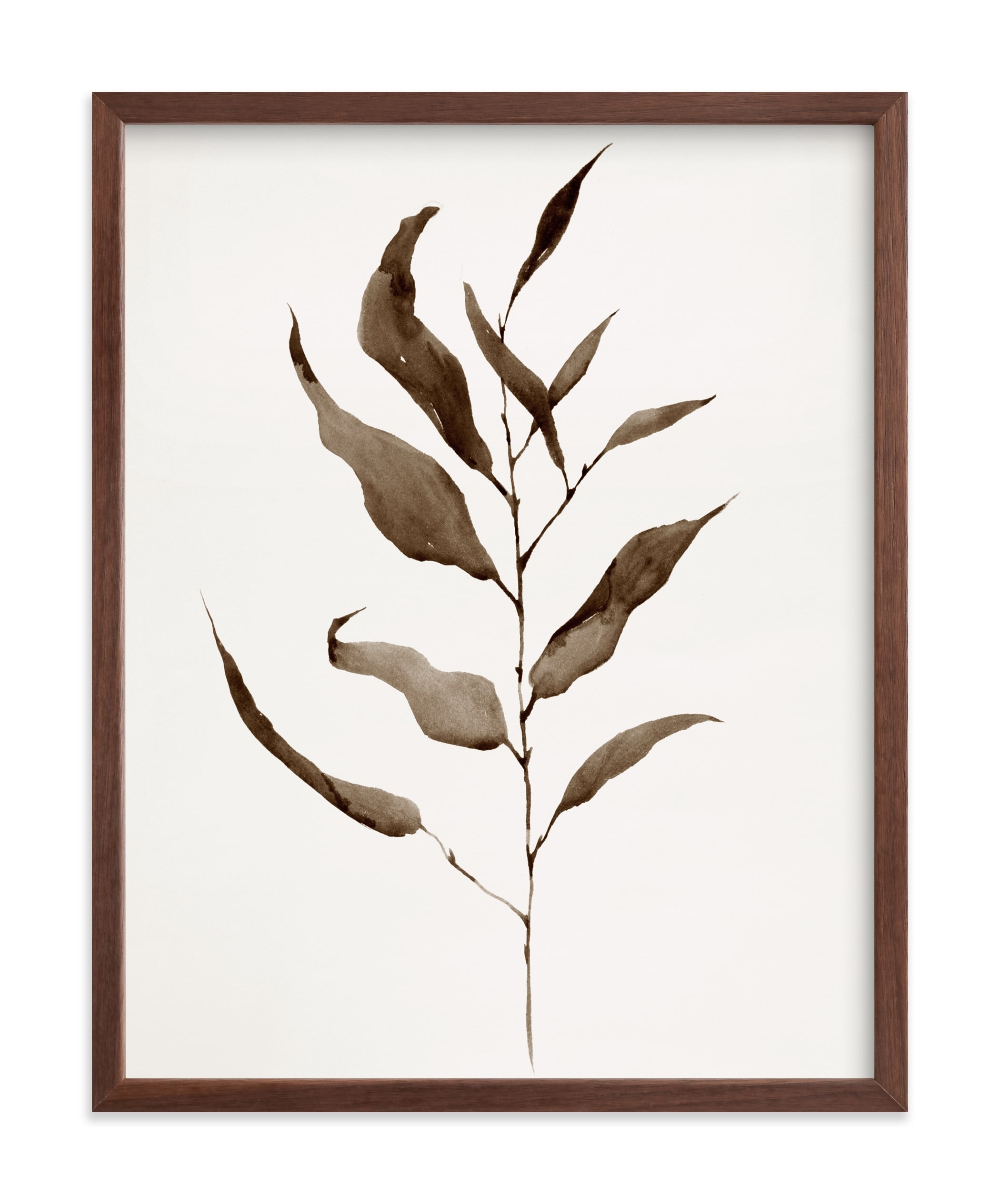 Eucalyptus Foliage Limited Edition Fine Art Print - Image 0