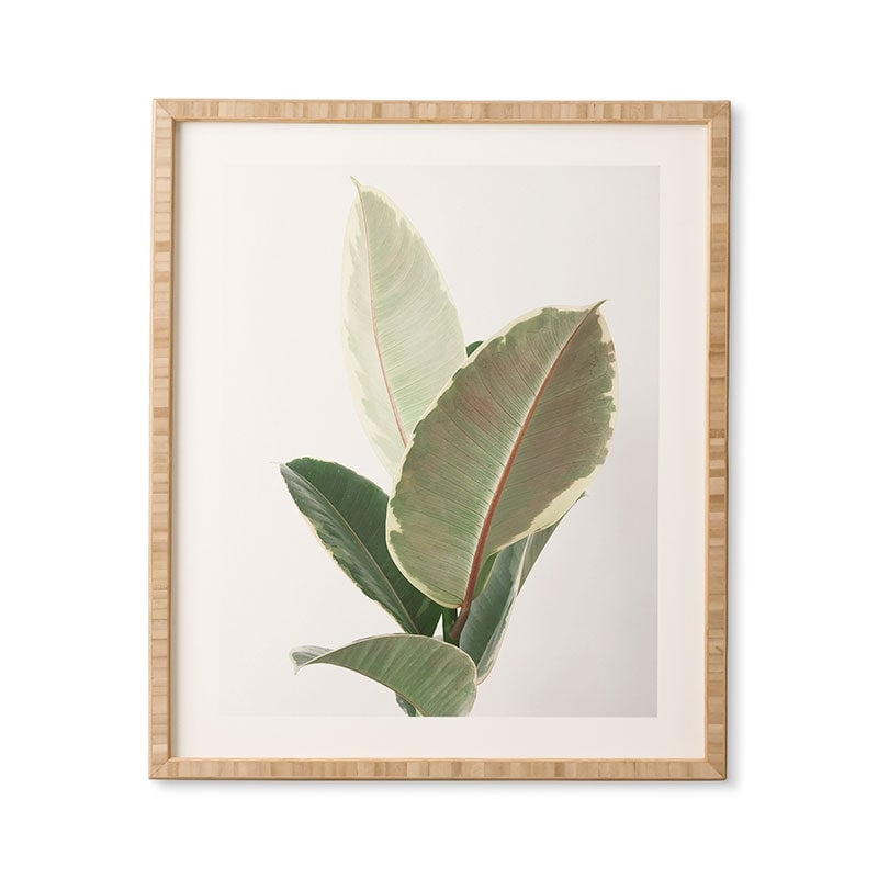 Ficus Tineke by Cassia Beck - Framed Wall Art Bamboo 19" x 22.4" - Image 0