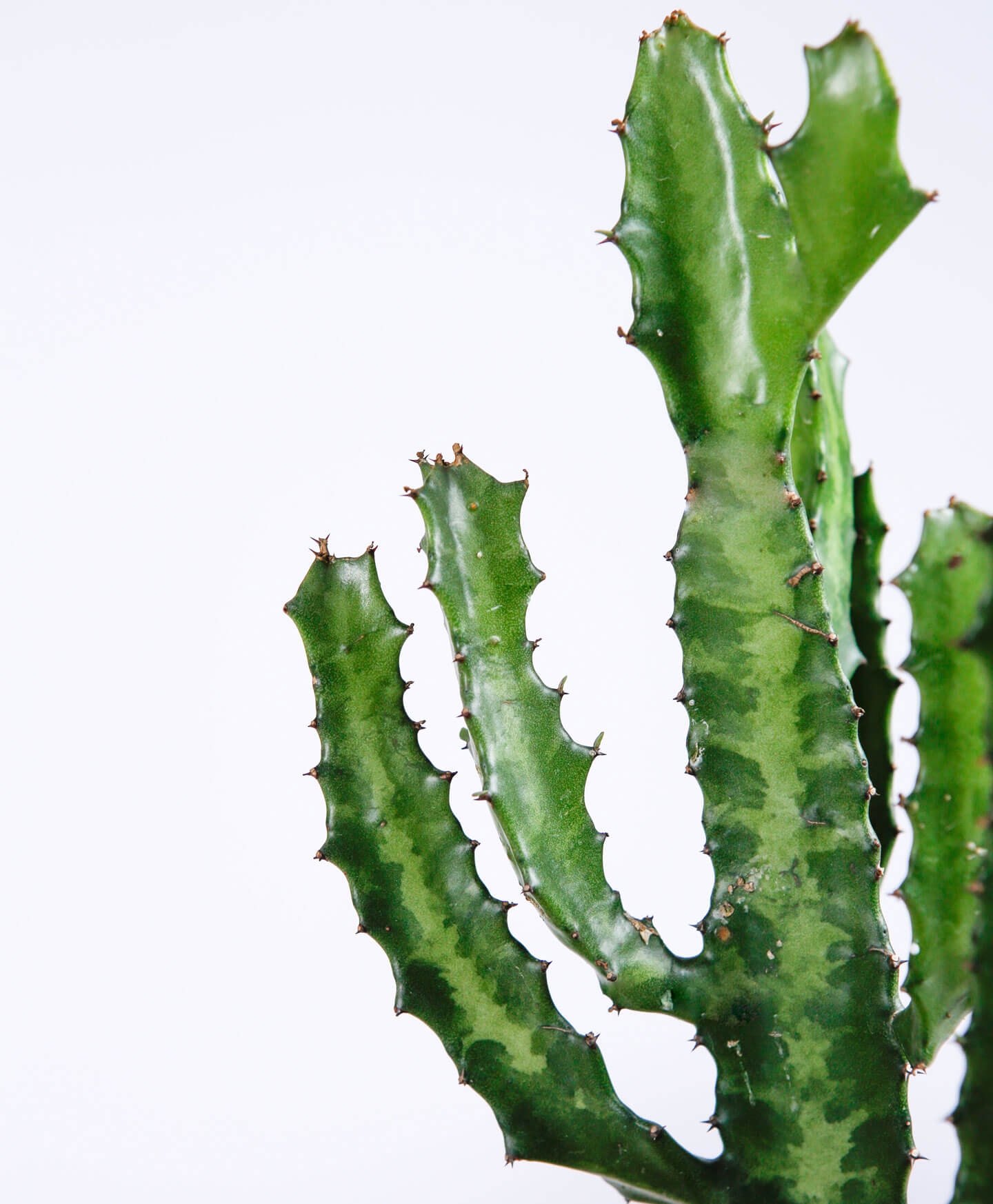 Candelabra Cactus - Clay - Image 2