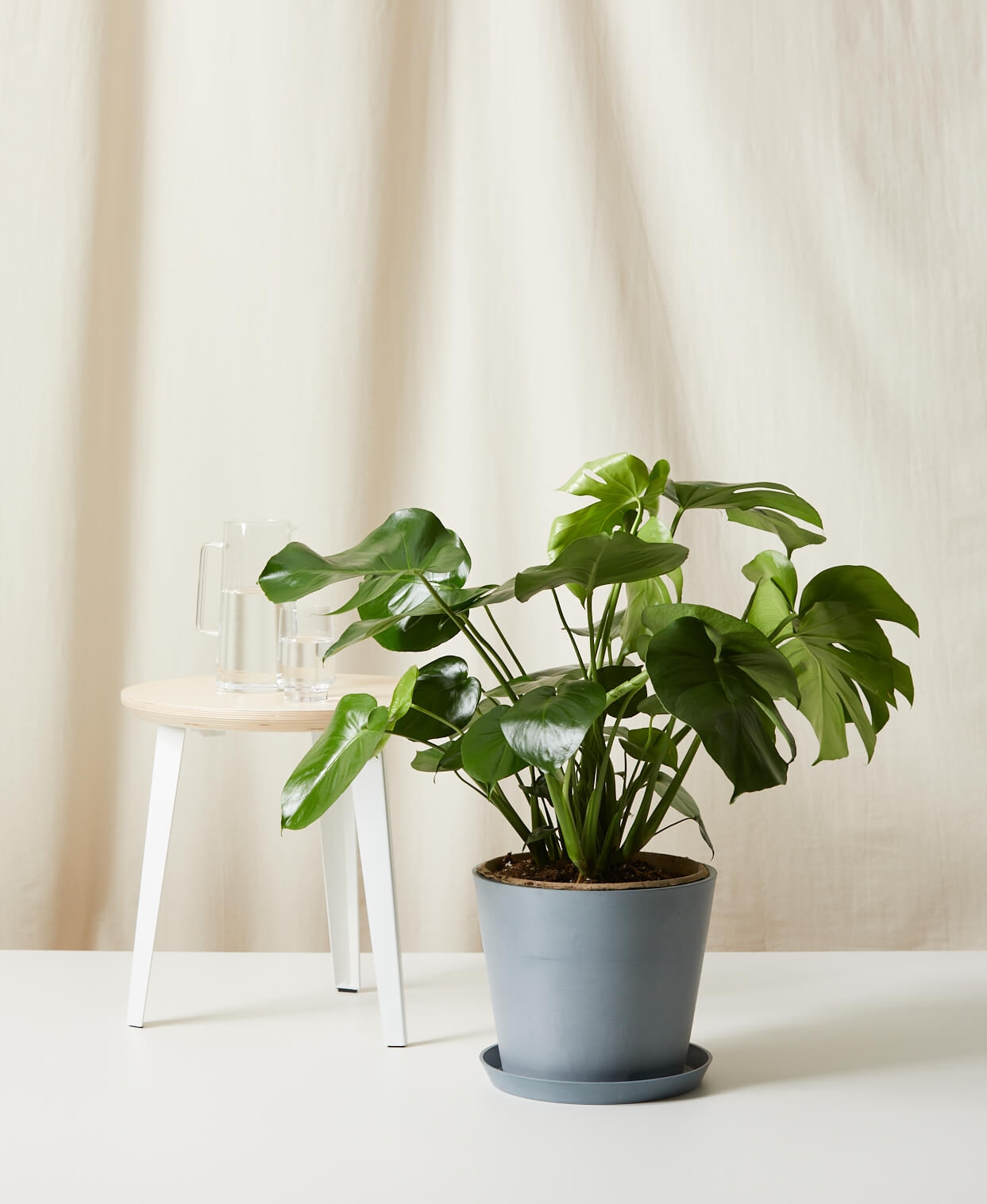 Monstera - Image 0