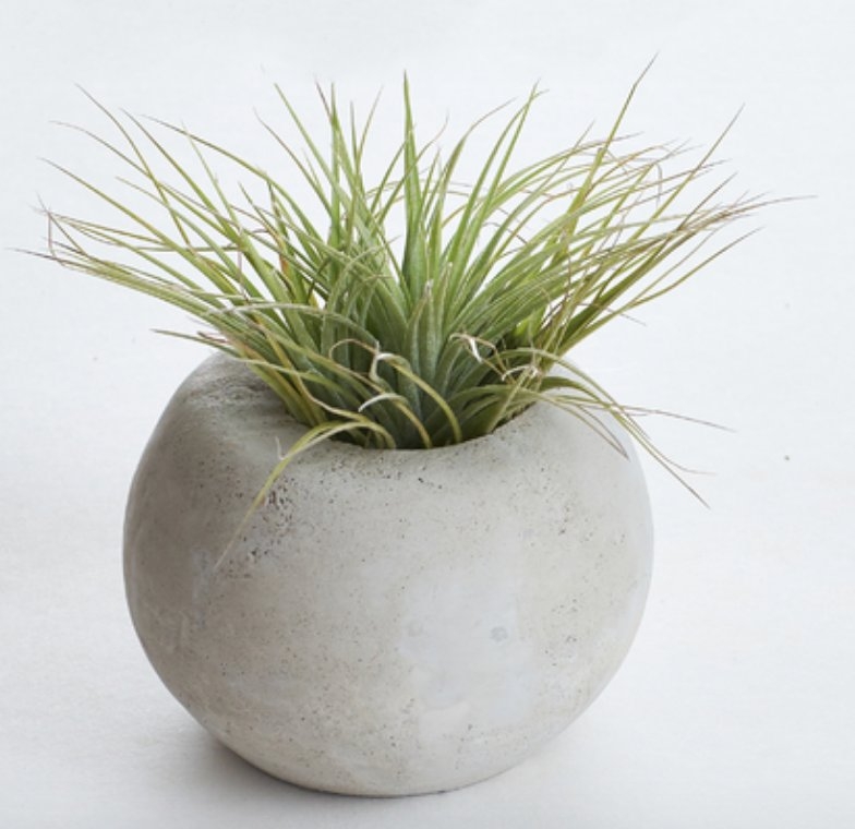 TAYLOR ROUND CONCRETE PLANTER WITH AIR PLANT, GRAY - Image 0