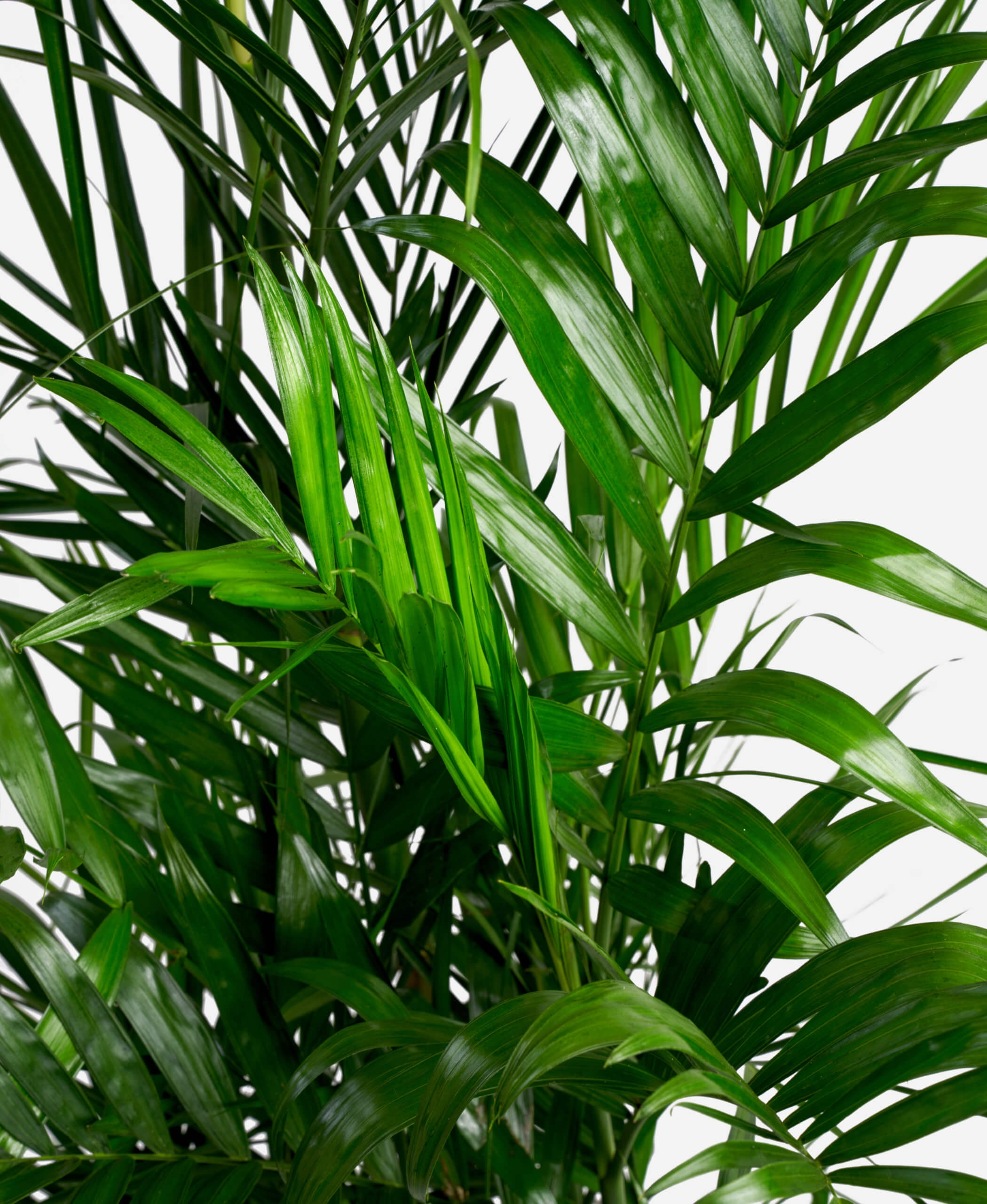 Bamboo Palm - Image 1