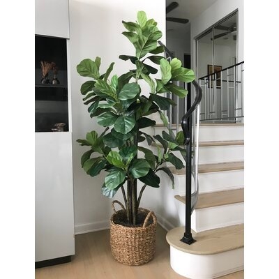 Fiddle Leaf Fig Tree With Basket - Image 0