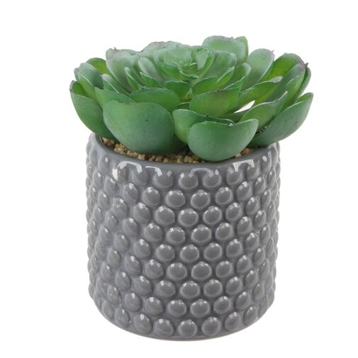 Succulent Plant in Pot - Image 0