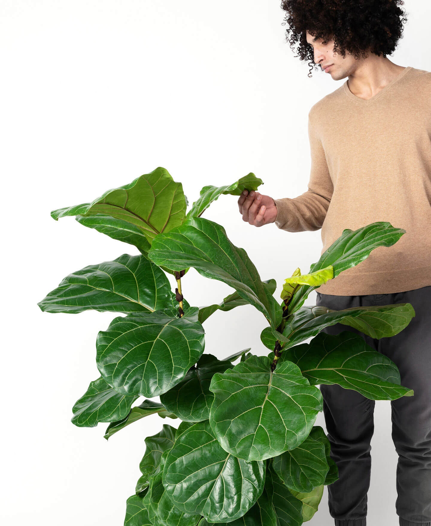 Fiddle leaf fig - Charcoal - Image 1