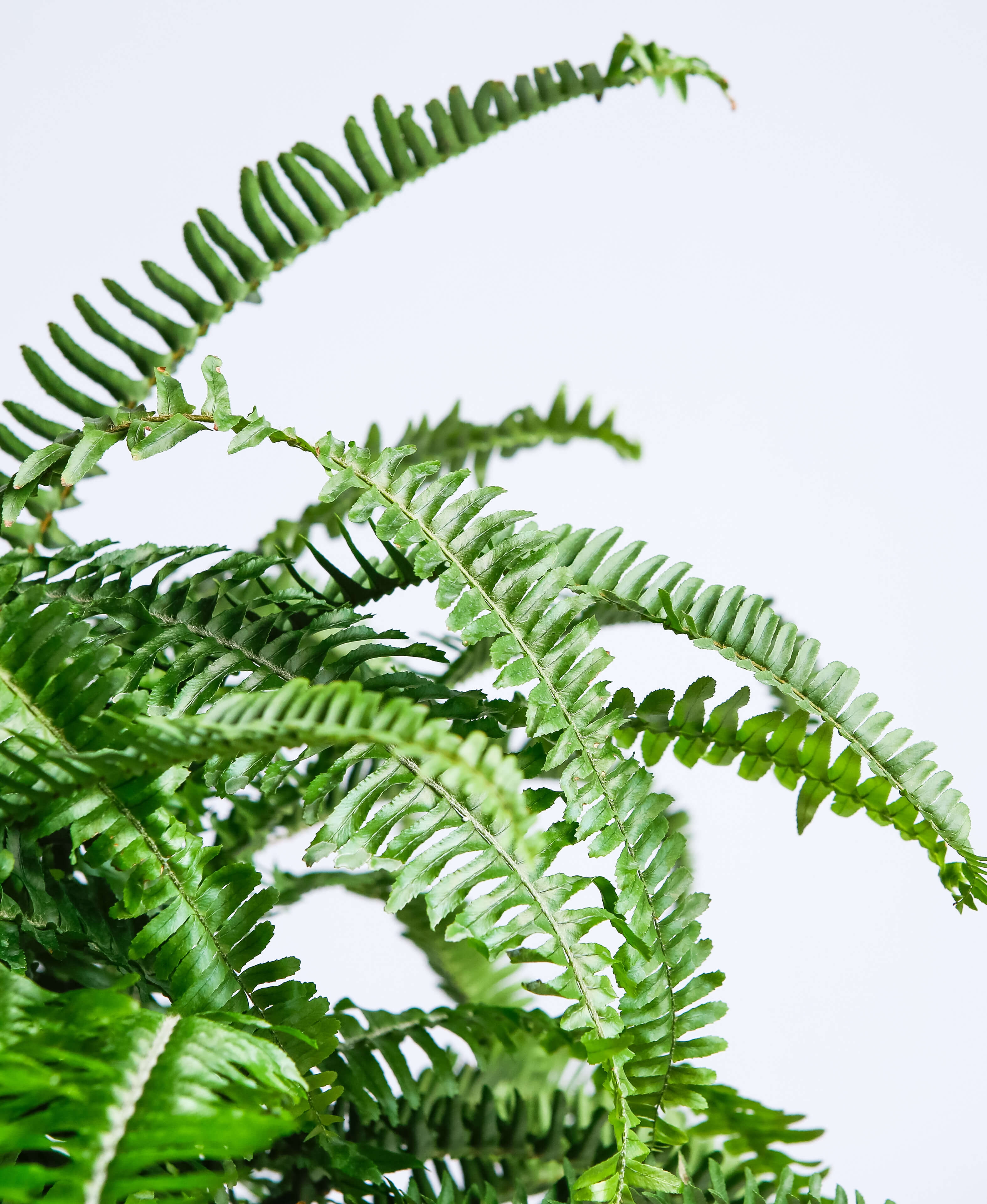Kimberly queen fern - Stone - Image 1