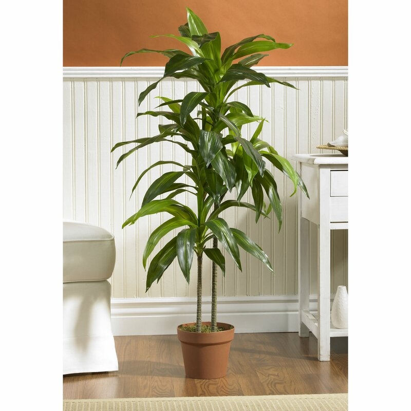 42" Dracaena Plant in Planter - Image 1