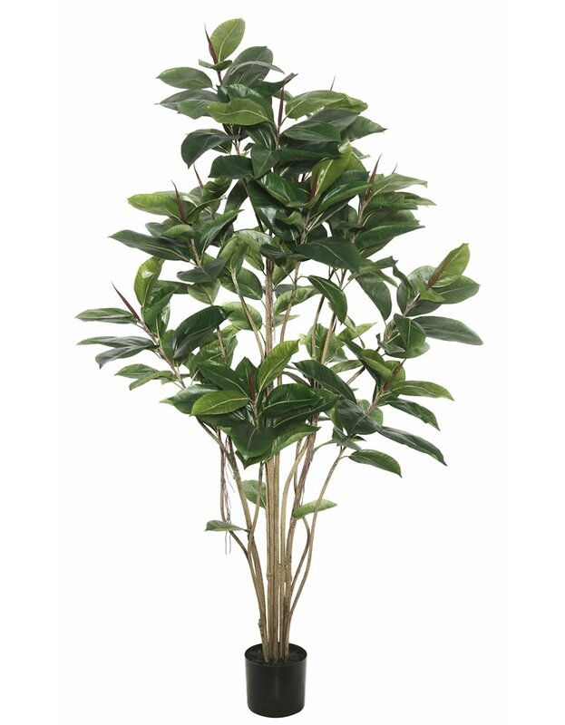 Rubber Foliage Tree in Pot 72"H - Image 0