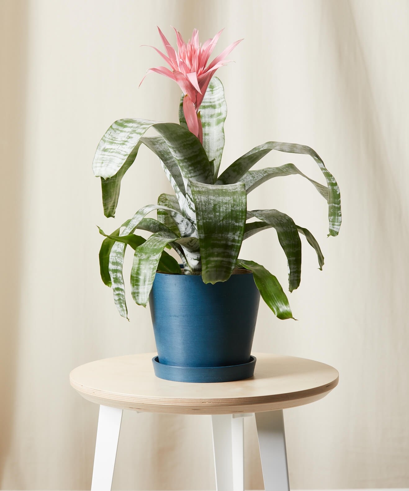 Bromeliad Aechmea Pink - Indigo Pot - Image 0