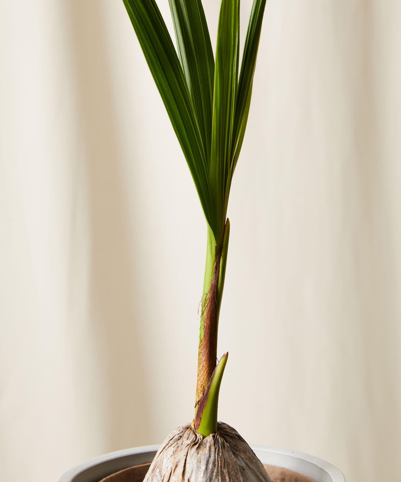 Coconut Palm - Image 1
