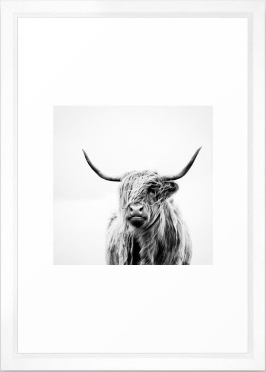 Portrait Of A Highland Cow: Mini 12x12 - Image 1