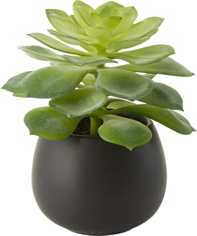 Faux Potted Echeveria Succulent - Image 0