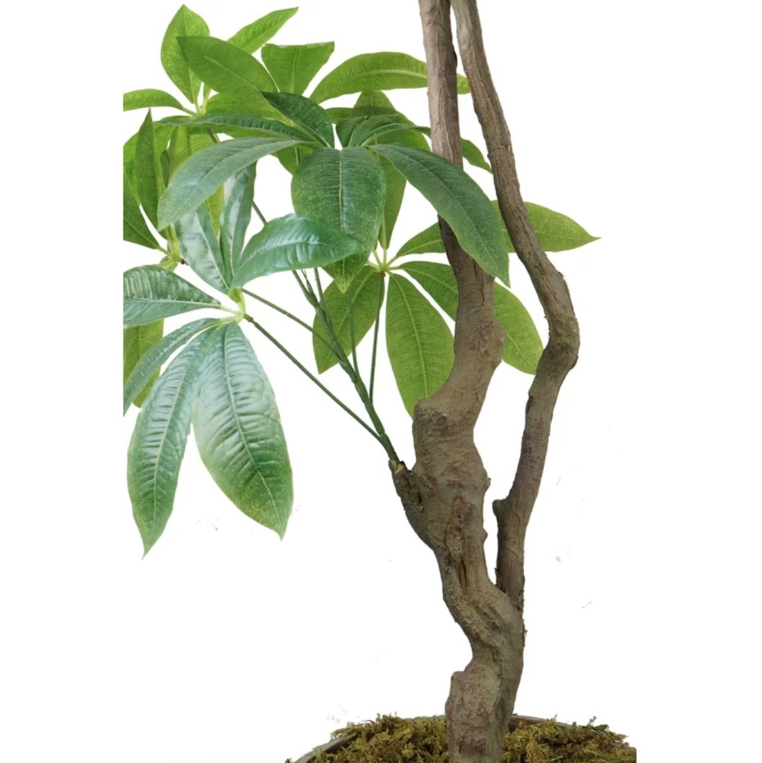 72" H Real Touch Indoor/Outdoor Pachira Aquat Tree in Planter - Image 1
