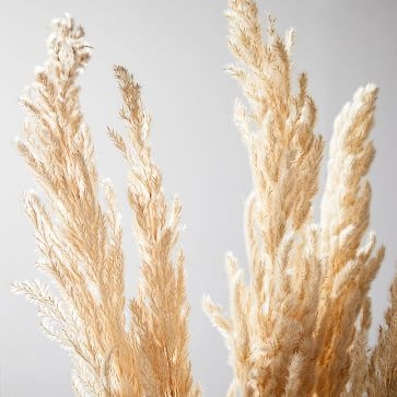 Dried Hardy Pampas Grass - Image 1