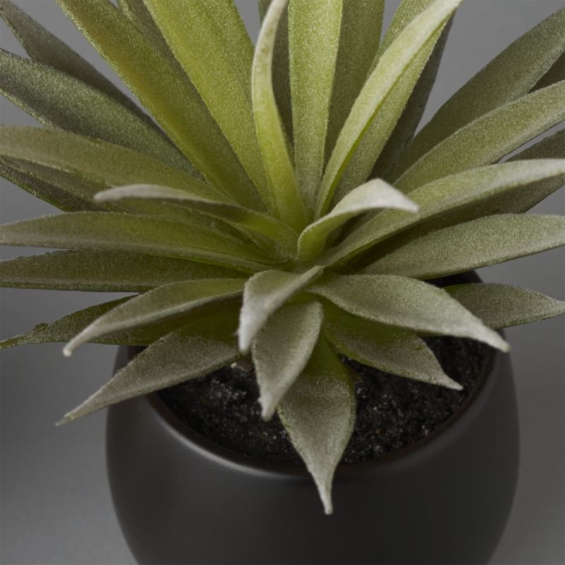 potted succulent with black pot - Image 3