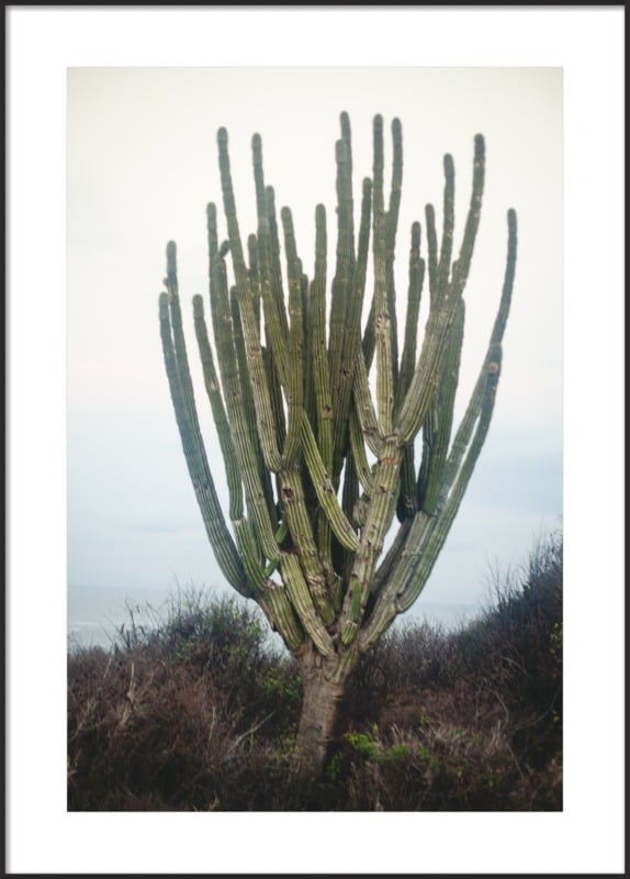 Cactus  BY WHITNEY AROSTEGUI - Image 0