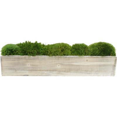 Moss in Planter - Image 1