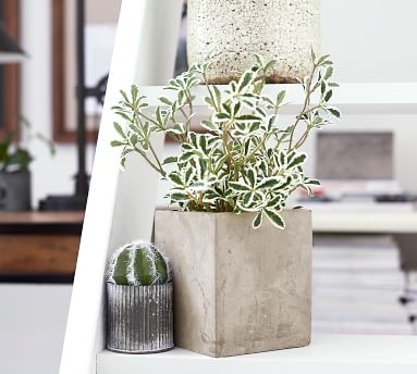 Potted Variegated Mirror Houseplant - Image 1