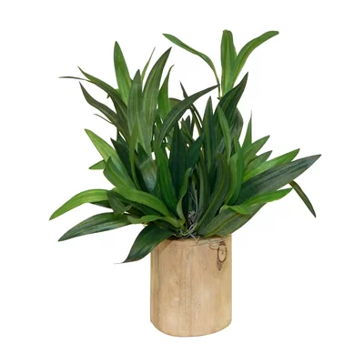 Spider Plant in Decorative Vase - Image 0