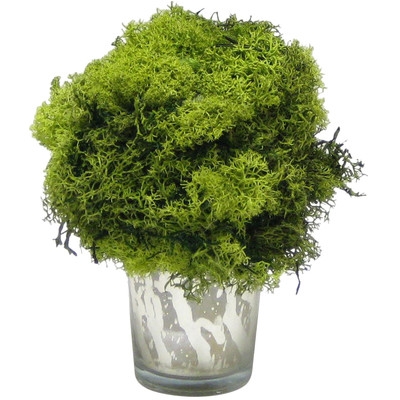 Preserved Reindeer Moss Topiary - Image 0