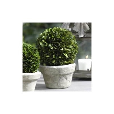 7-inch Tall Preserved Single Ball Floor Boxwood Topiary in Pot - Image 0
