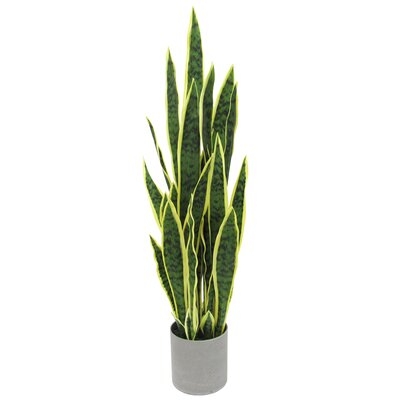 Sansevieria Snake Plant in Planter - Image 0