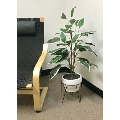 Dieffenbachia in a Mid Century Plant Stand - Image 1