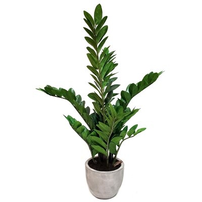 Zamia Floor Foliage Plant in Pot - Image 0
