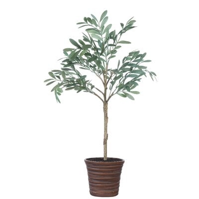 Olive Tree in Pot - Image 0
