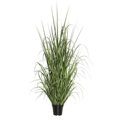 Floor Grass in Pot - Image 0