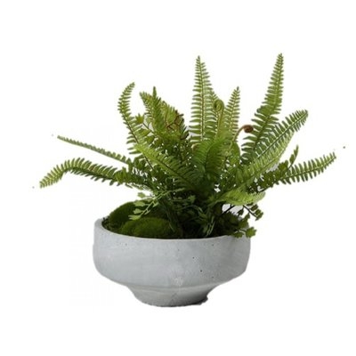 Mixed Ferns Desktop Succulent Plant in Bowl - Image 0