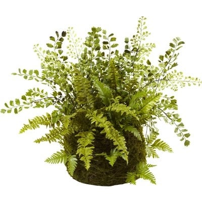 Mixed Fern Floor Ivy Plant in Basket - Image 1