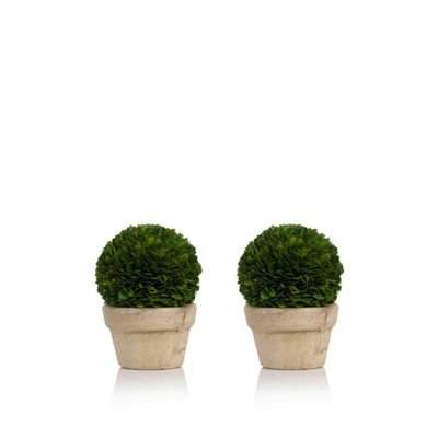 Preserved Ball Potted Desktop Boxwood Topiary in Pot Set - Image 0