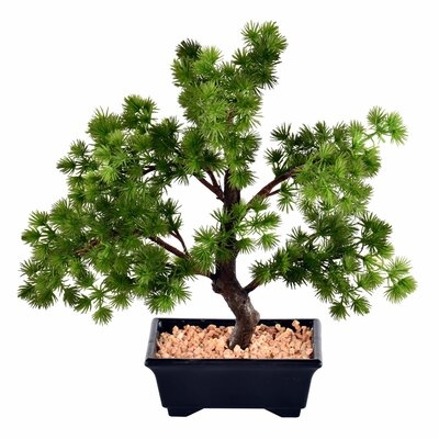 Pine Bonsai Tree in Pot - Image 0
