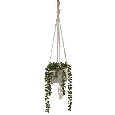 Donkey Tails String of Pearls Hanging Ivy Plant in Pot - Image 0