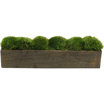 Moss in Planter - Image 0