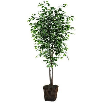 Floor Ficus Tree in Planter - Image 0