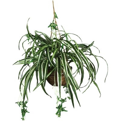 Silk Spider Hanging Plant in Basket - Image 0