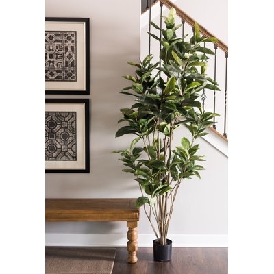 Artificial Foliage Rubber Tree in Pot - Image 0