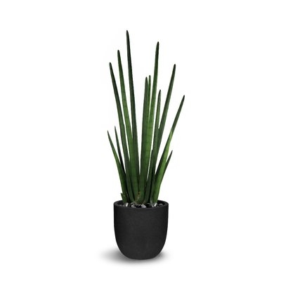 Floor Sansevieria Cylindrica Plant in Pot - Image 0