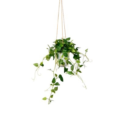 Hanging Philodendron Ivy Plant in Pot - Image 0