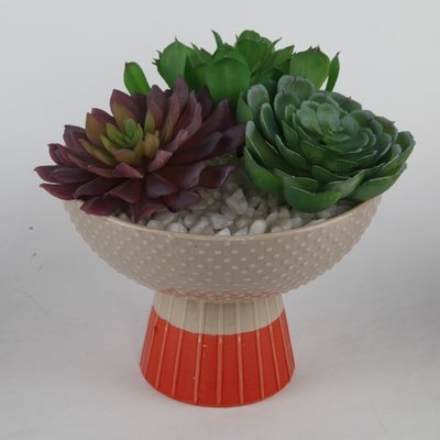 Succulent in Planter - Image 0
