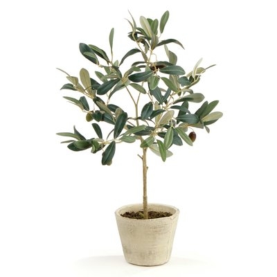 Olive Tree in Pot (Set of 2) - Image 0