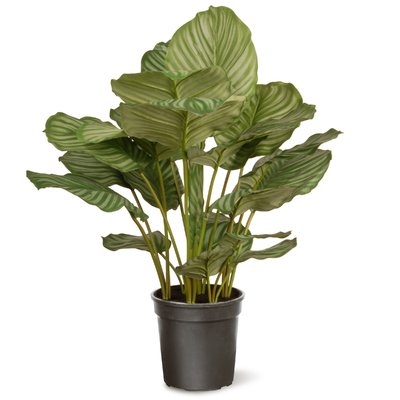 Calathea Floor Foliage Plant in Pot - Image 0