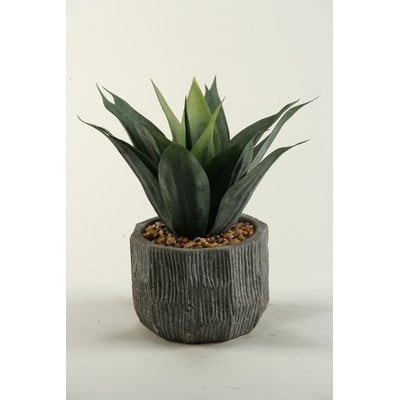 Agave Desk Top Plant in Planter - Image 0